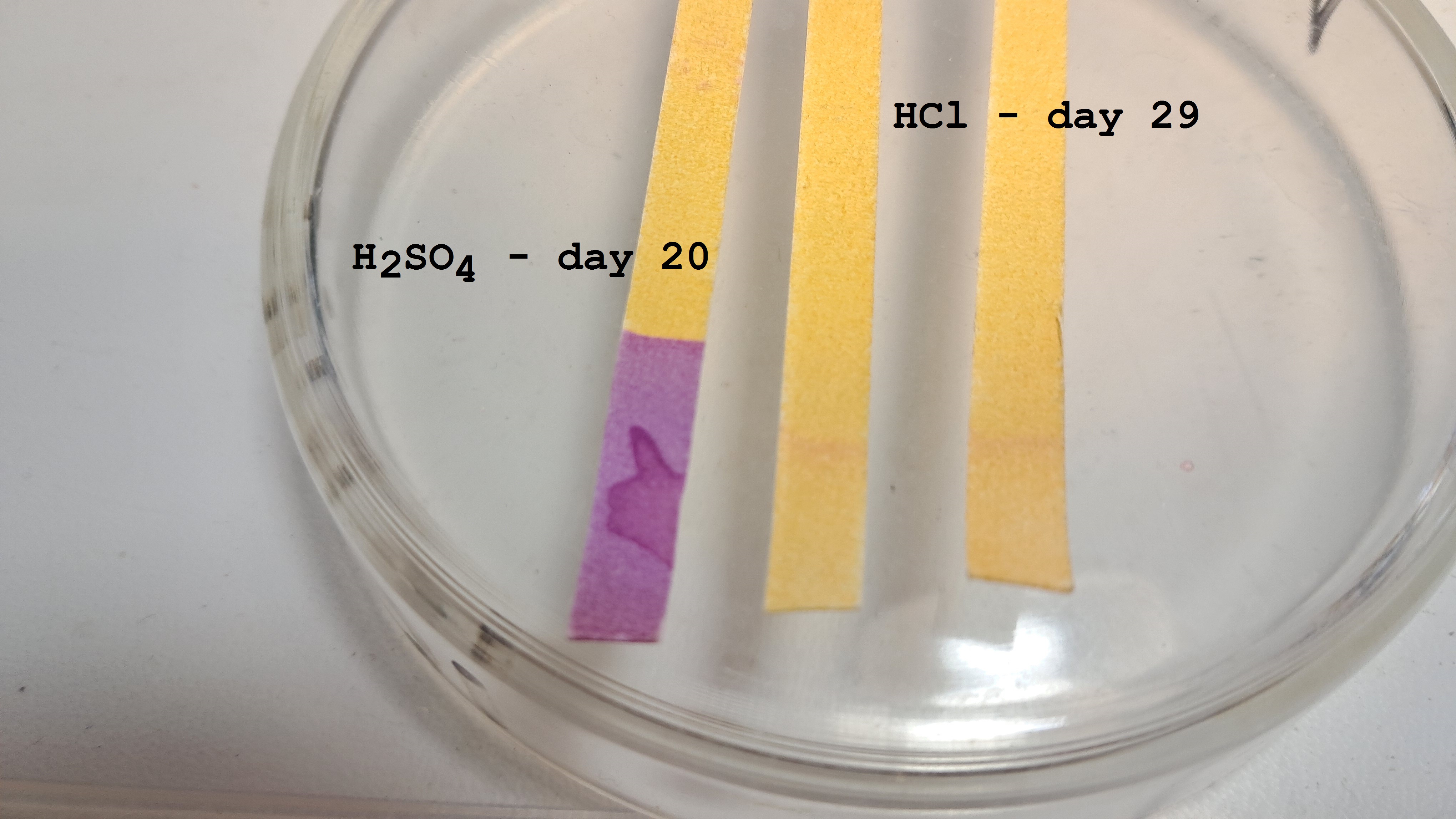 Universal Indicator Paper: Color Change Over Time